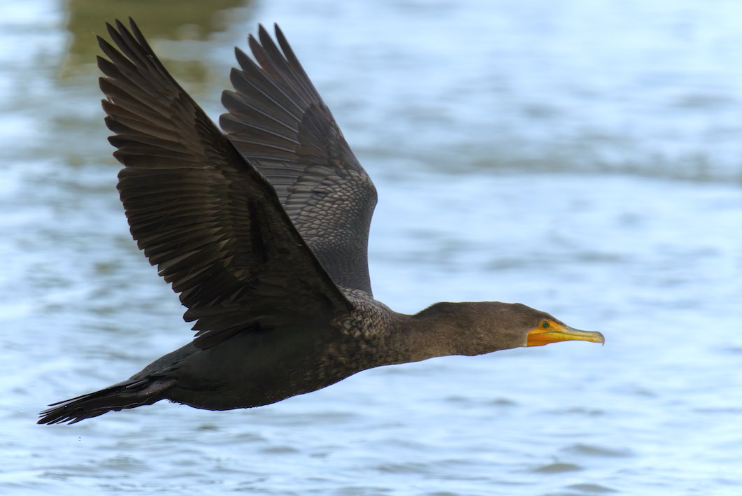 cormorant 1 1231